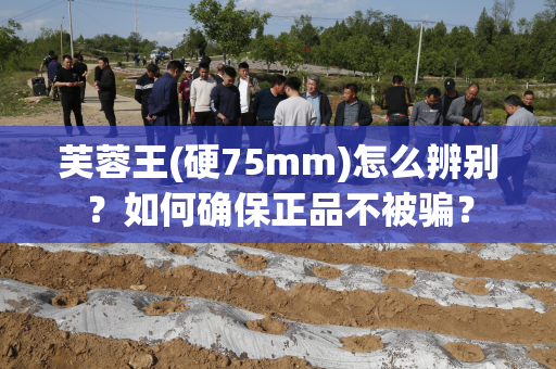 芙蓉王(硬75mm)怎么辨别？如何确保正品不被骗？